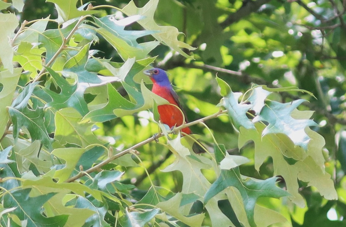 Painted Bunting - ML619499319