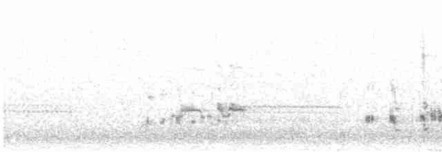 potápka západní - ML619499321