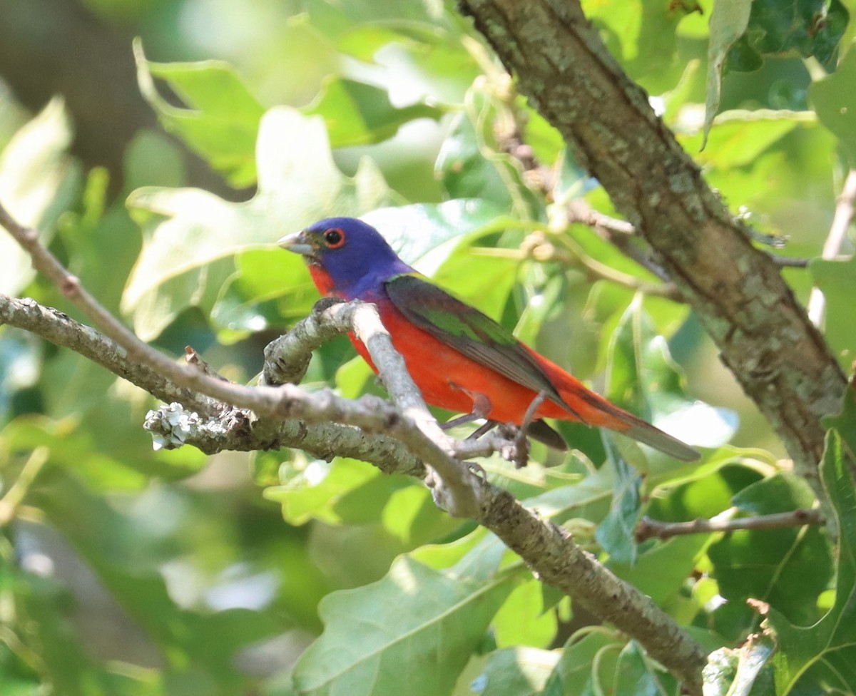 Painted Bunting - ML619499329