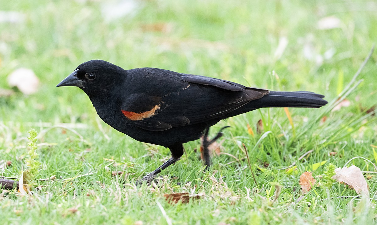 Red-winged Blackbird - ML619499361