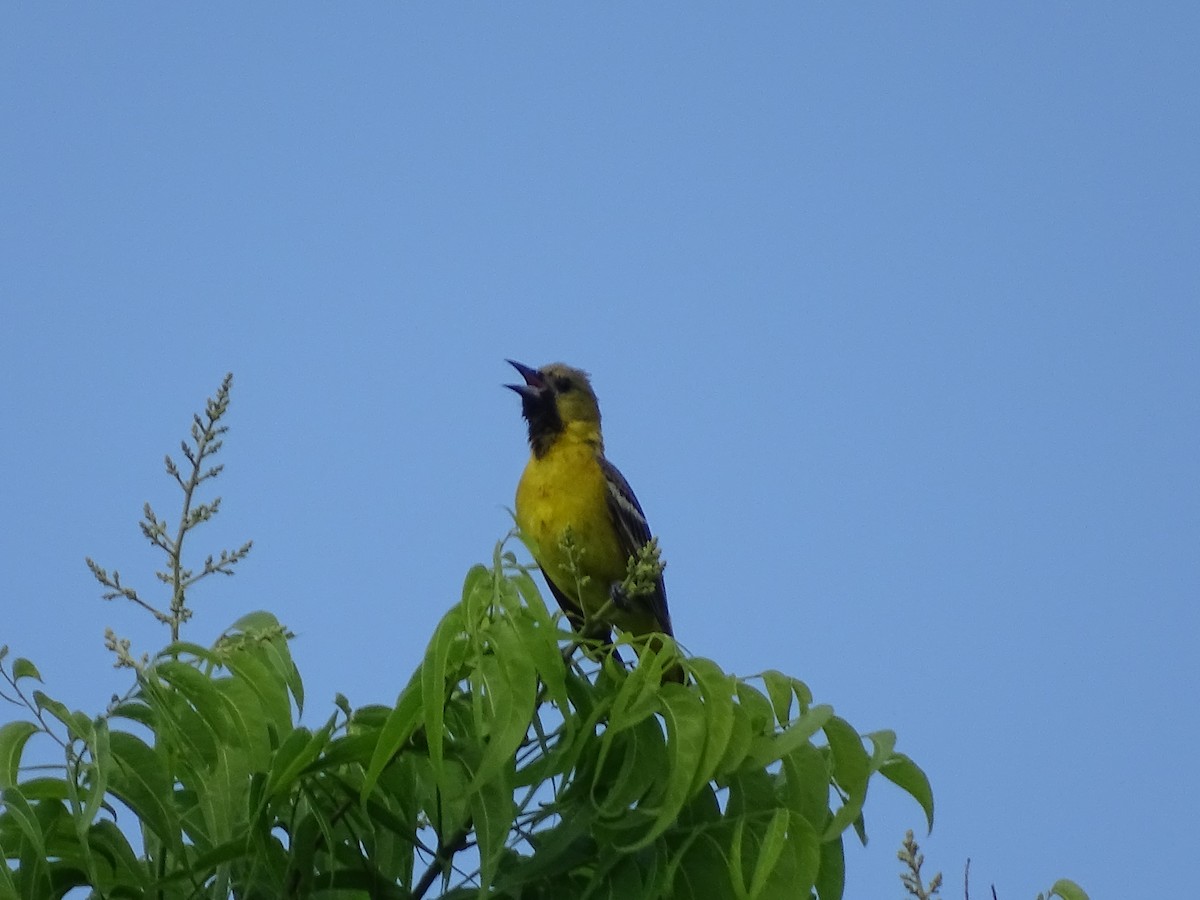 Orchard Oriole - ML619499379