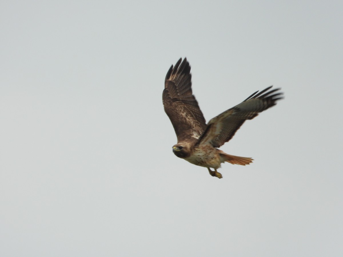 Red-tailed Hawk - ML619499380