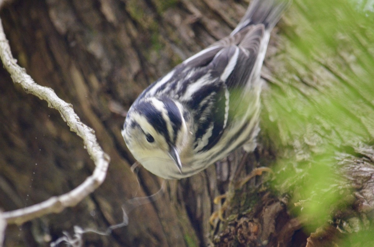 Black-and-white Warbler - ML619499417
