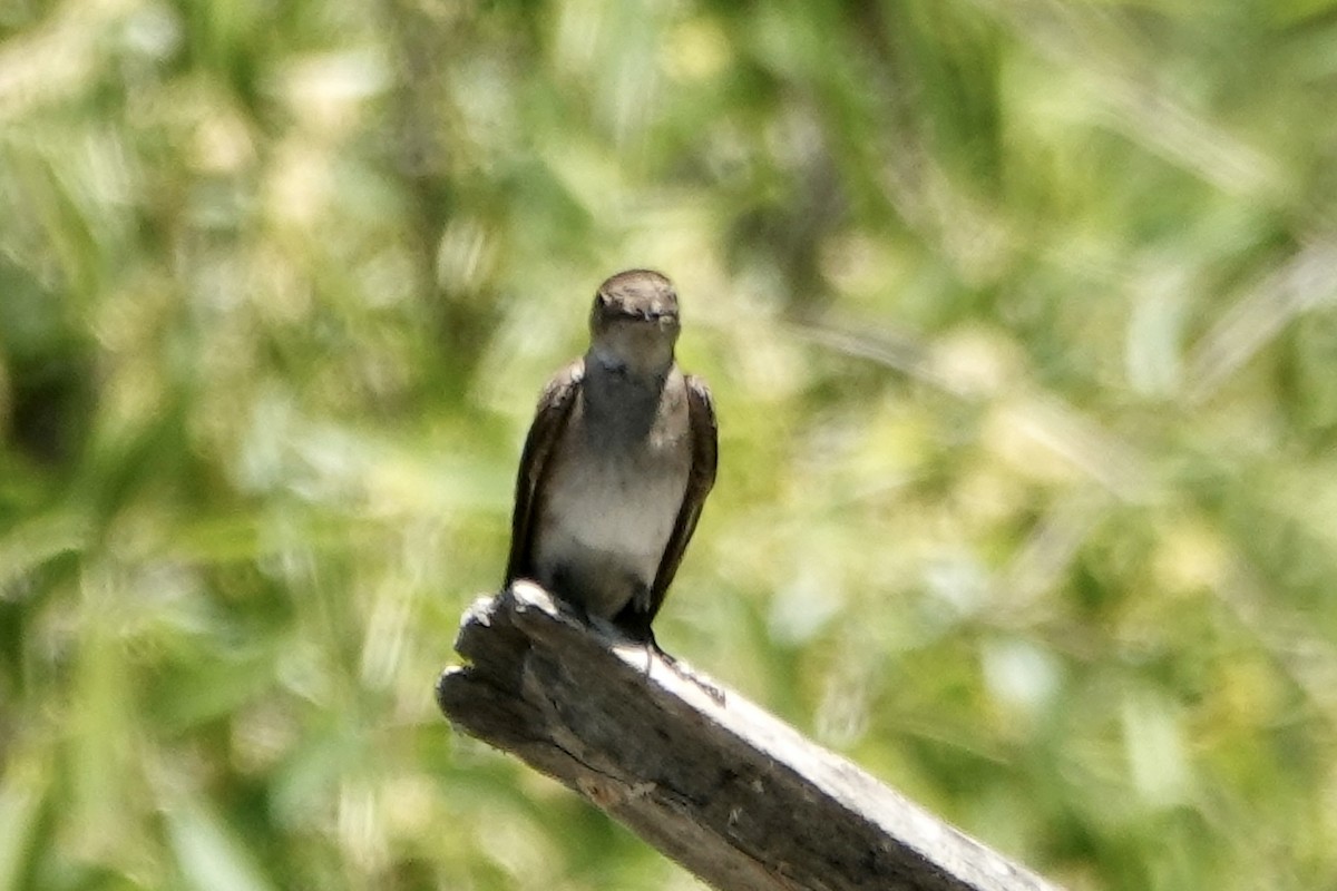 Northern Rough-winged Swallow - ML619499420