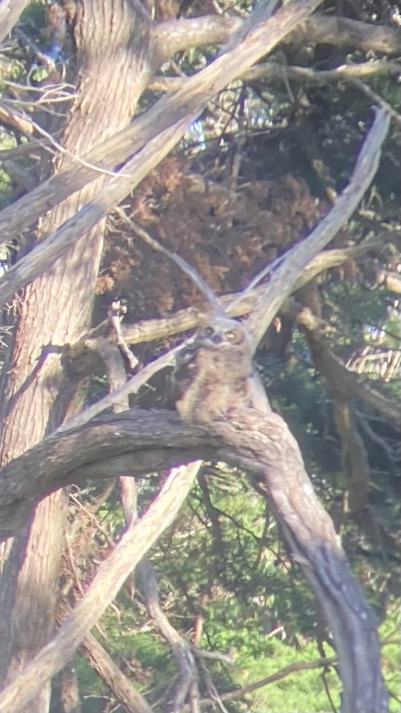 Great Horned Owl - ML619499435