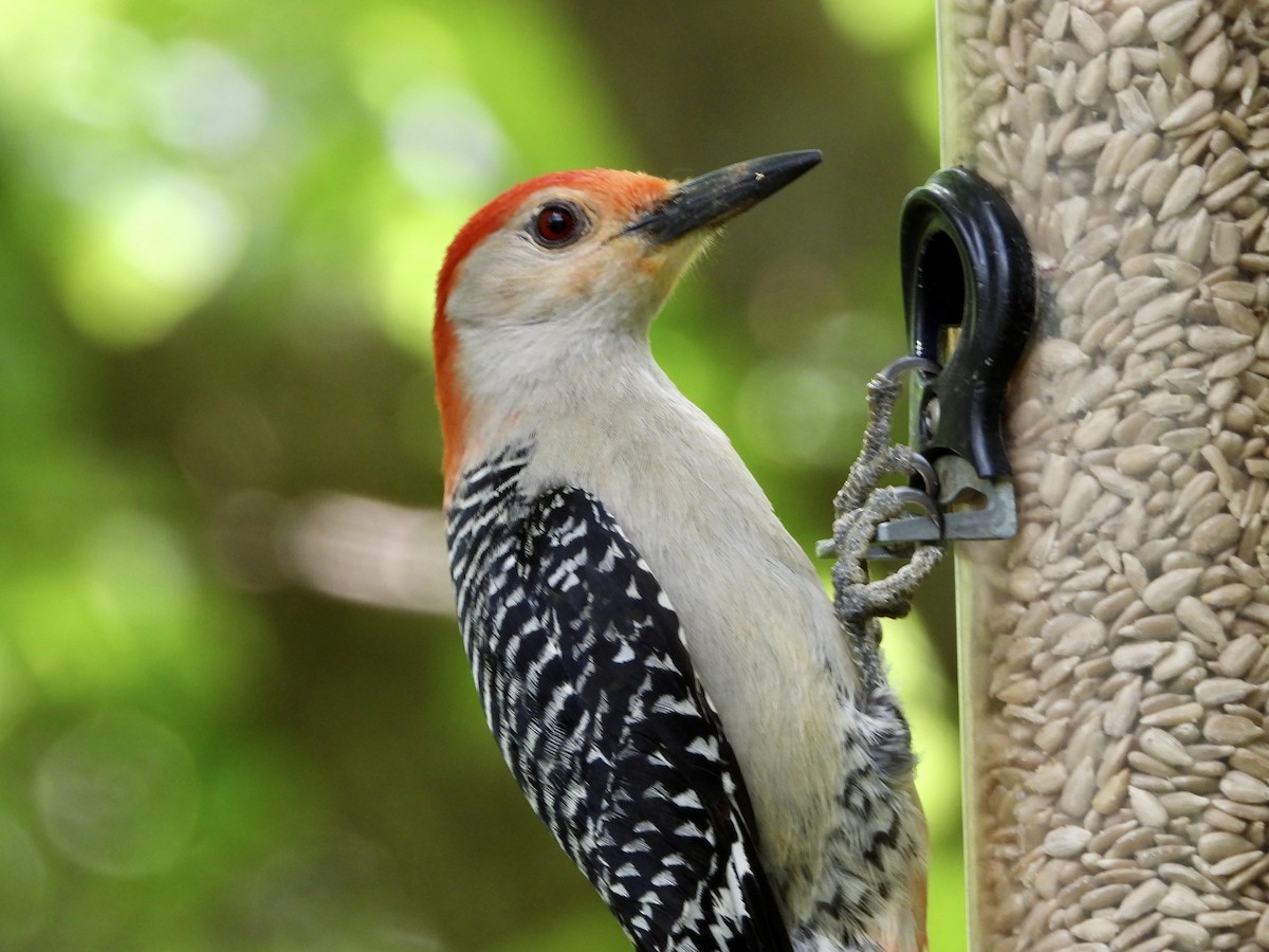 Red-bellied Woodpecker - ML619499454