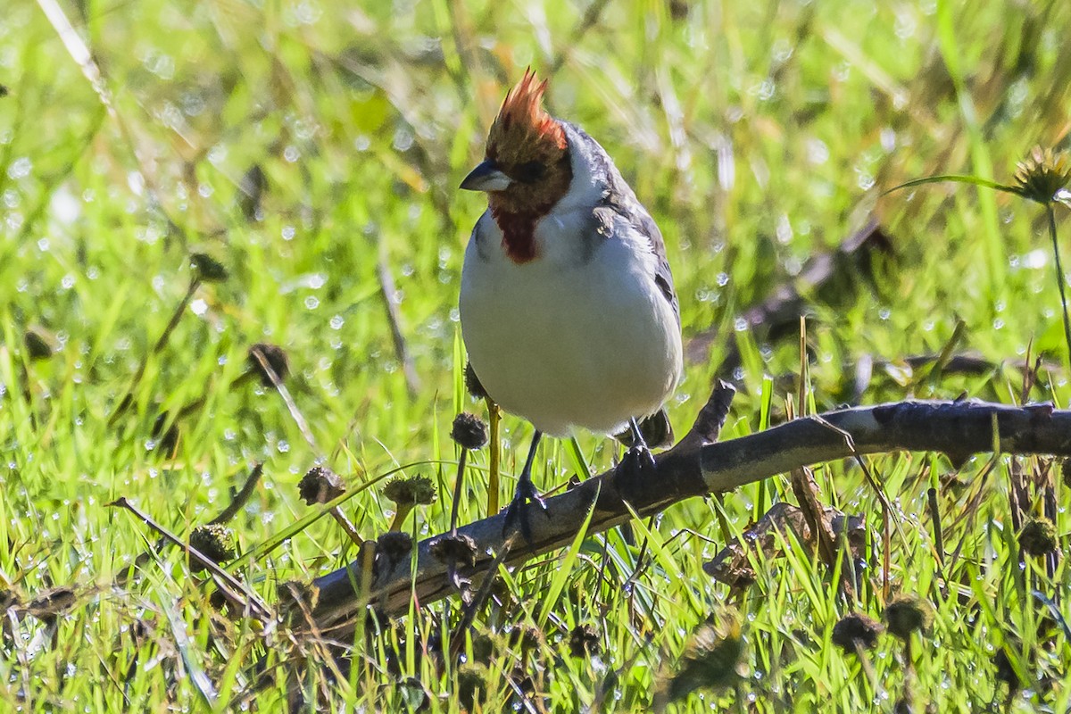 Red-crested Cardinal - ML619499455