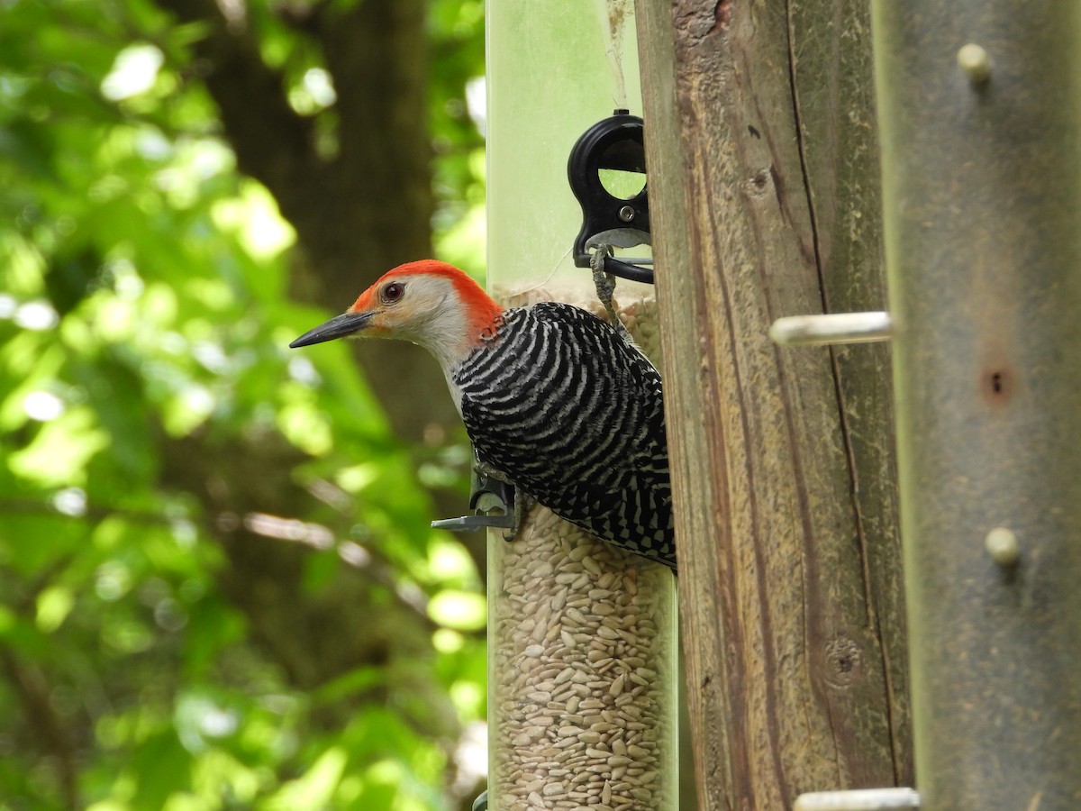 Red-bellied Woodpecker - ML619499457