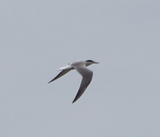 Common Tern - ML619499492