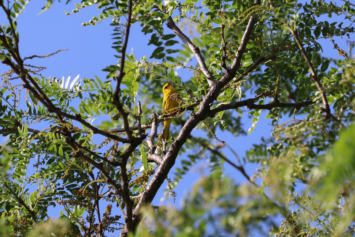 Yellow Warbler - ML619499508