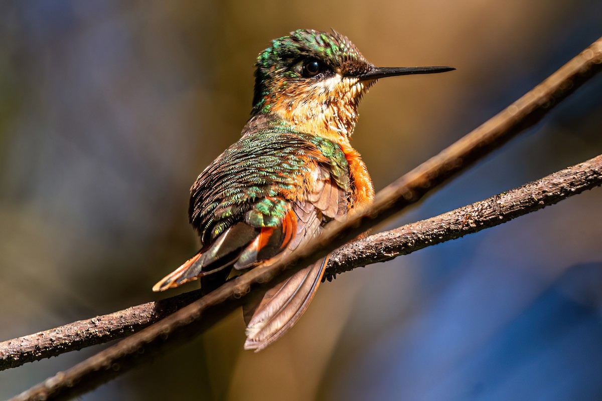 kolibřík brazilský - ML619499533