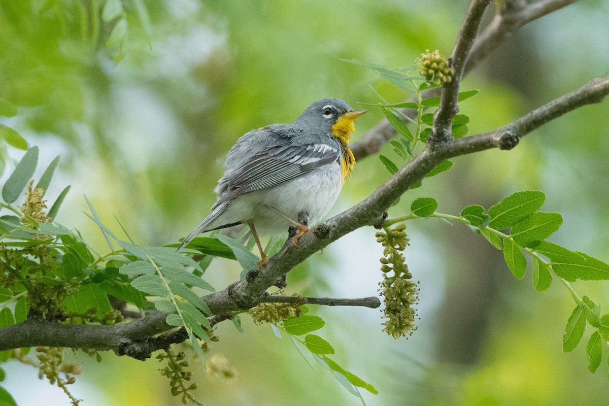 eBird Checklist 23 May 2024 Wilderness Park, Densmore Access