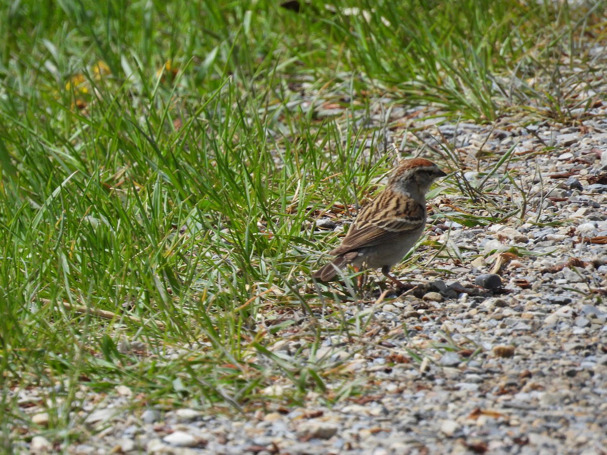 Chipping Sparrow - ML619499544