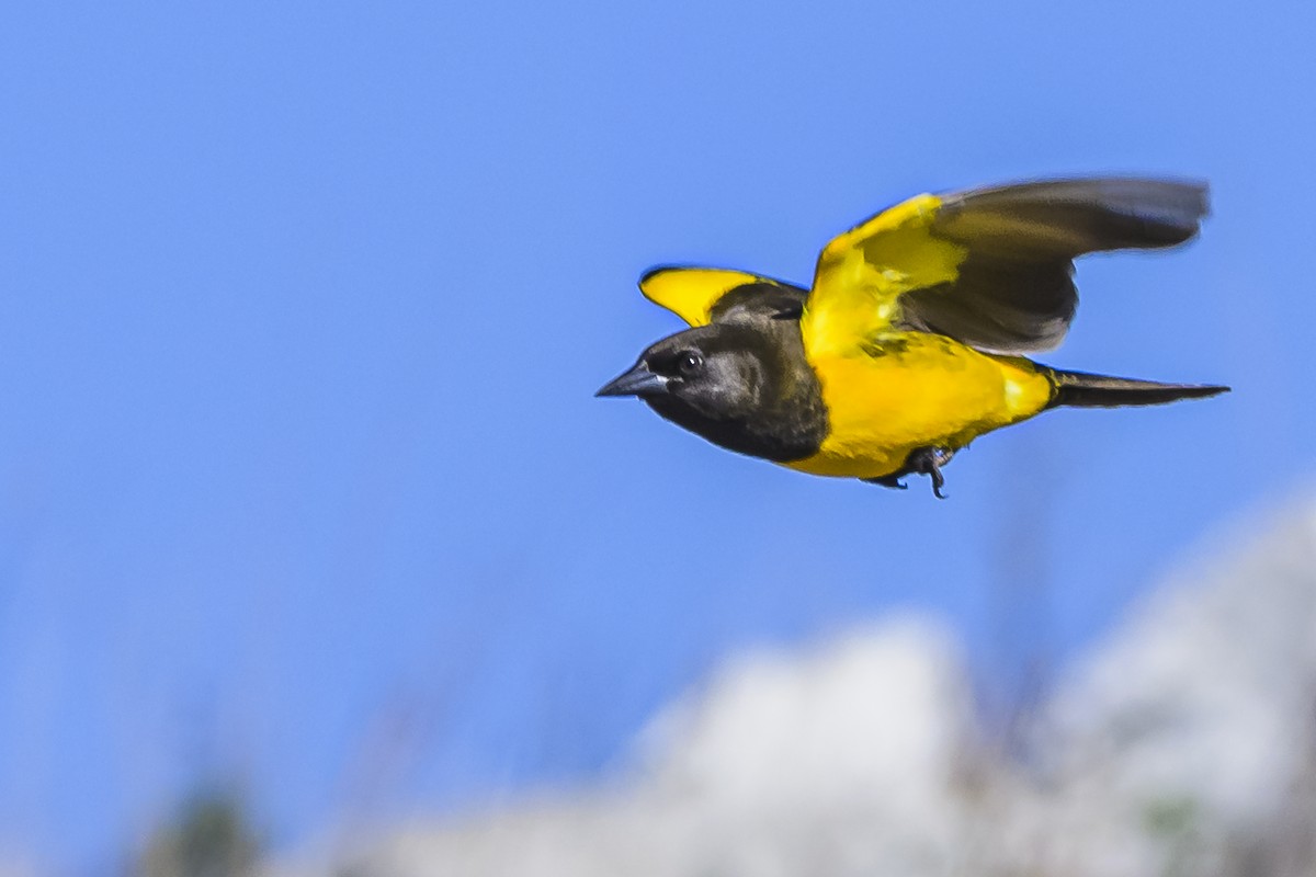Yellow-rumped Marshbird - ML619499552