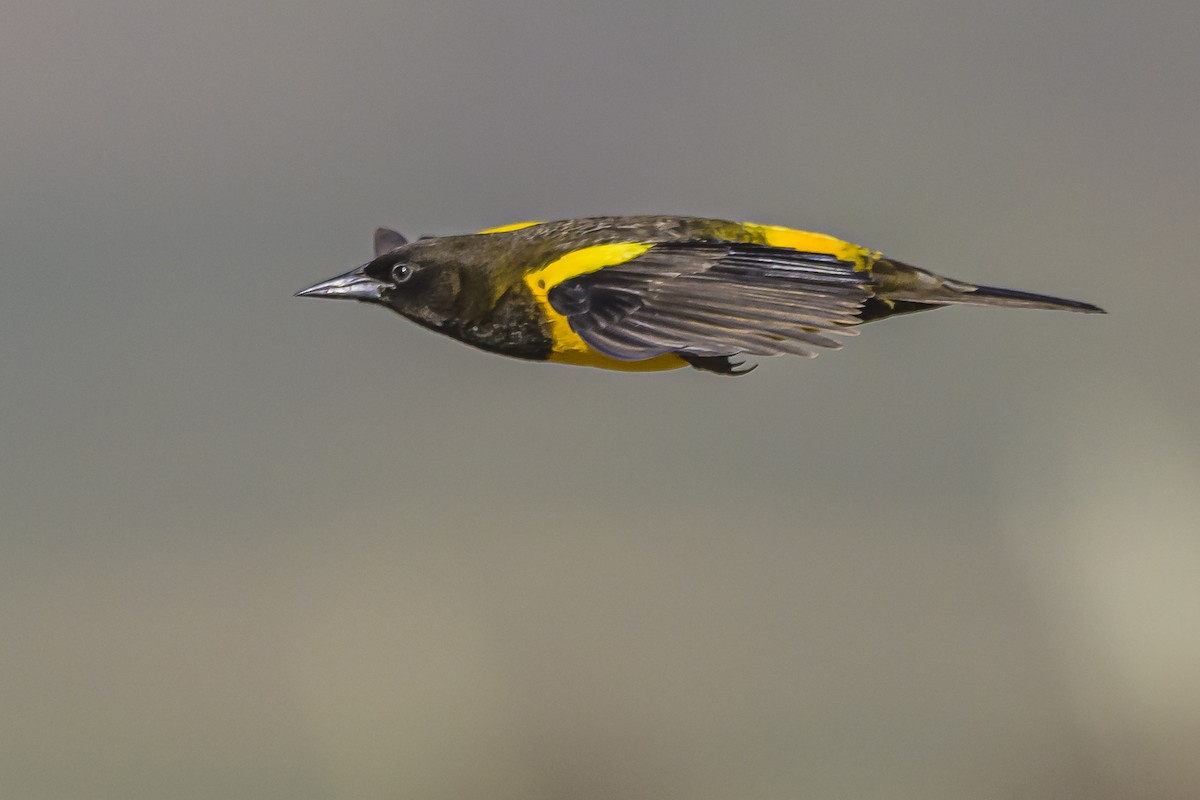 Yellow-rumped Marshbird - ML619499556