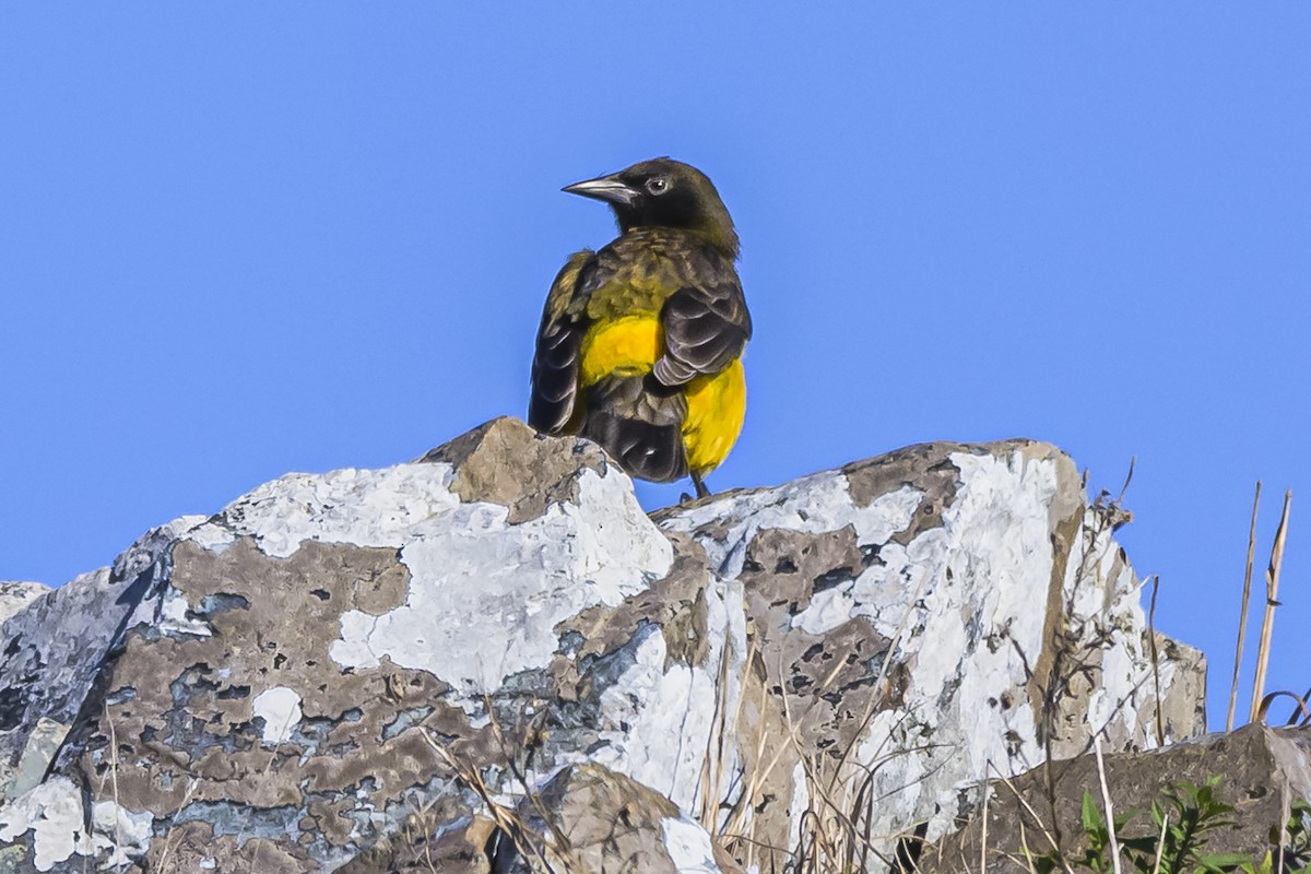 Yellow-rumped Marshbird - ML619499558