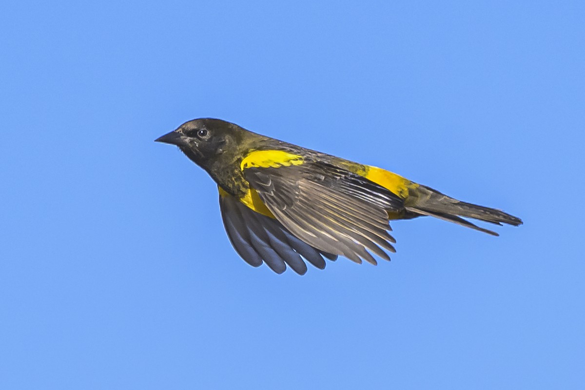 Yellow-rumped Marshbird - ML619499562