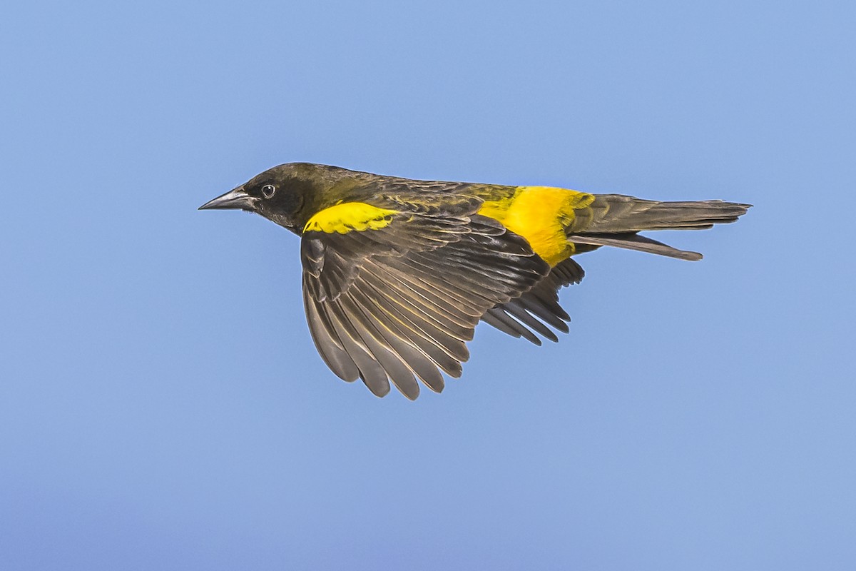Yellow-rumped Marshbird - ML619499566