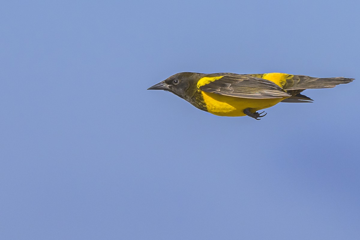 Yellow-rumped Marshbird - ML619499567