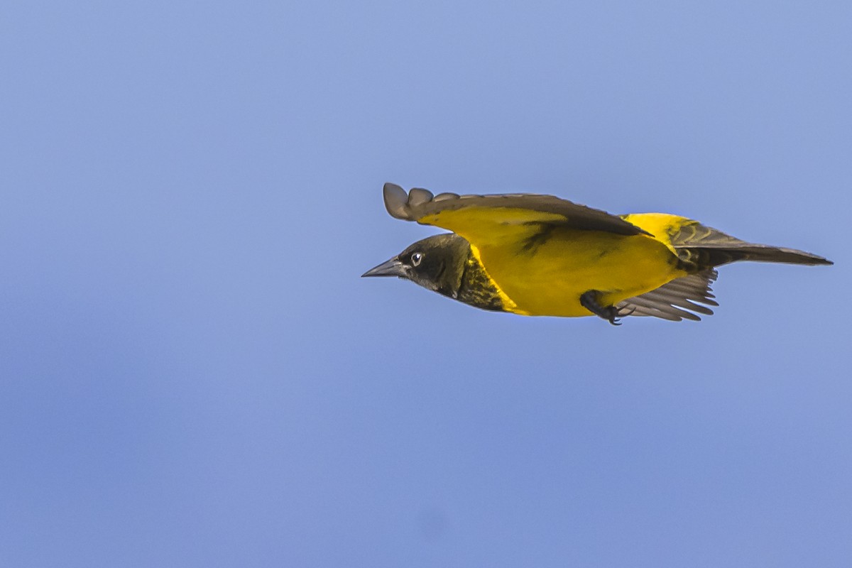 Yellow-rumped Marshbird - ML619499569