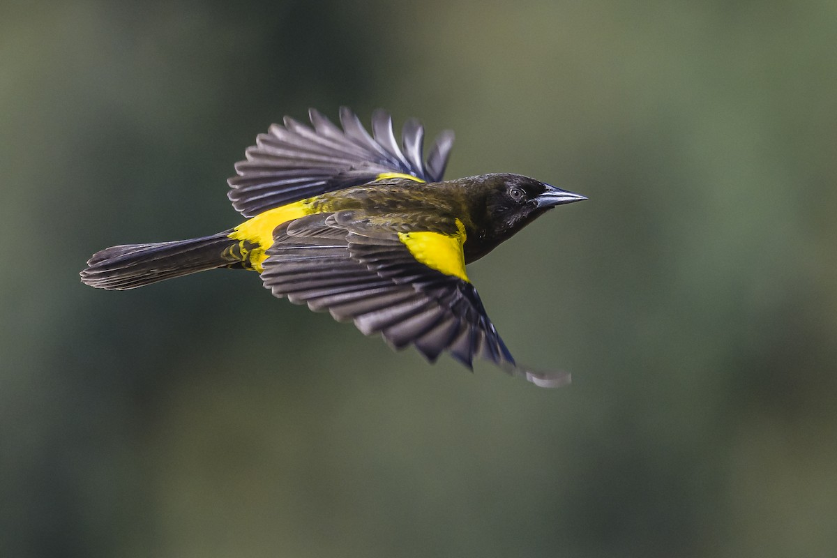 Yellow-rumped Marshbird - ML619499579