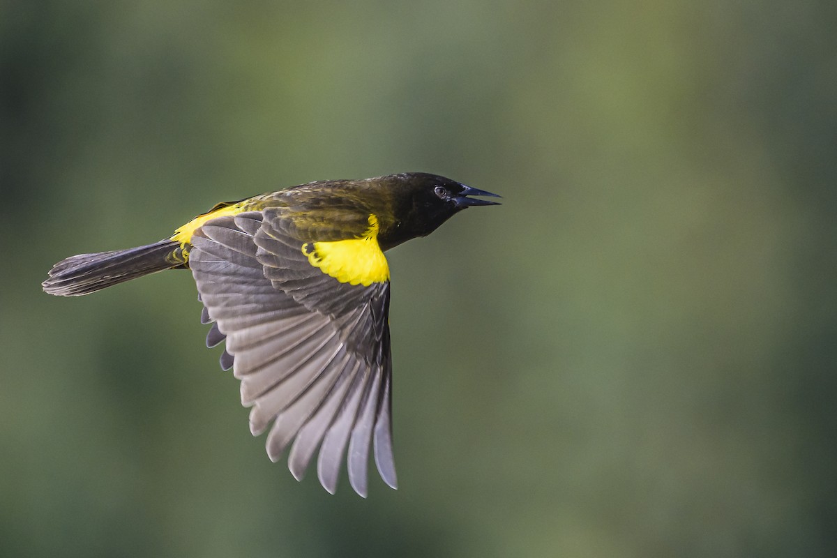 Yellow-rumped Marshbird - ML619499581