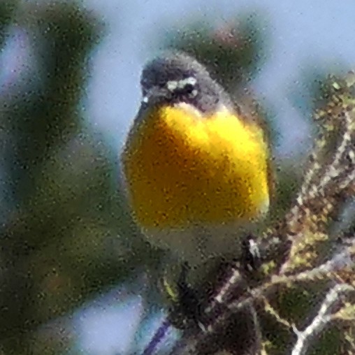 Yellow-breasted Chat - ML619499596