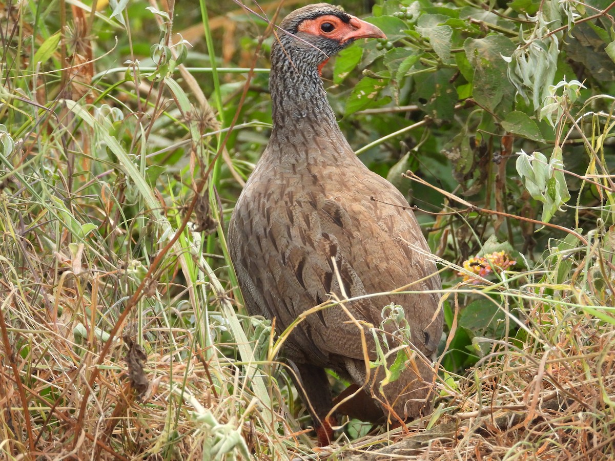 Red-necked Spurfowl - ML619499670