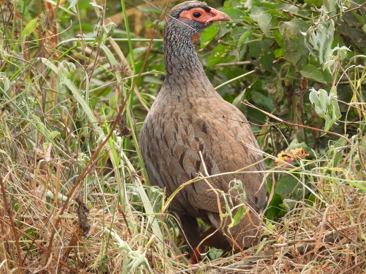 Red-necked Spurfowl - ML619499671