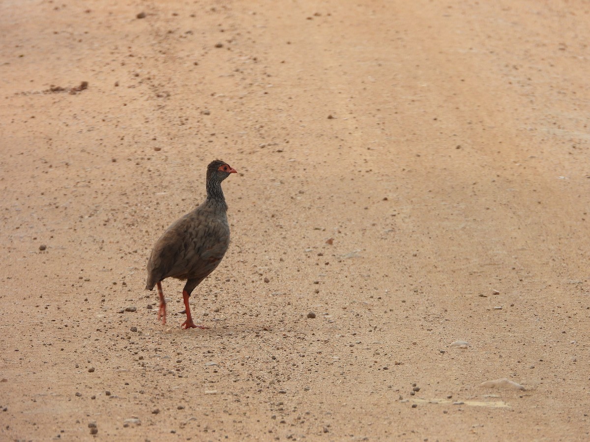 Red-necked Spurfowl - ML619499672