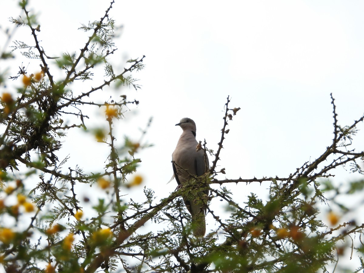 Ring-necked Dove - ML619499691