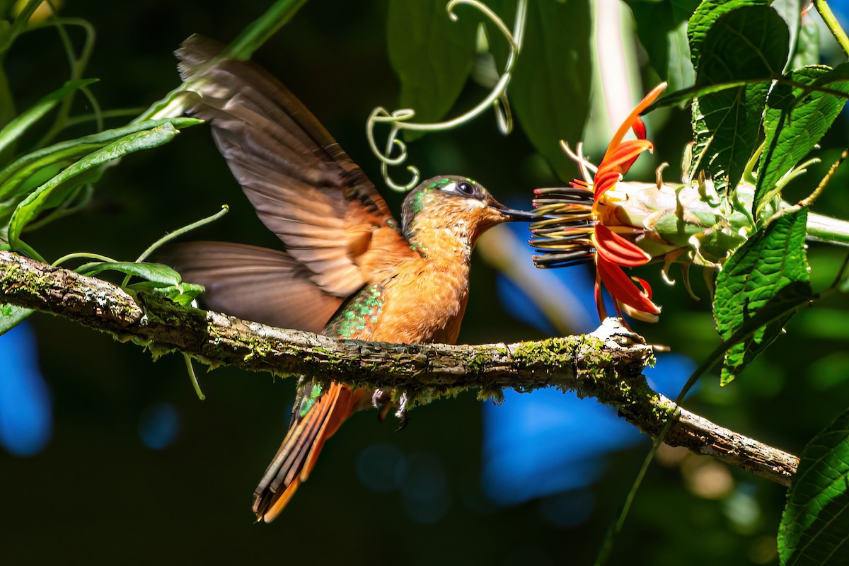 kolibřík brazilský - ML619499736