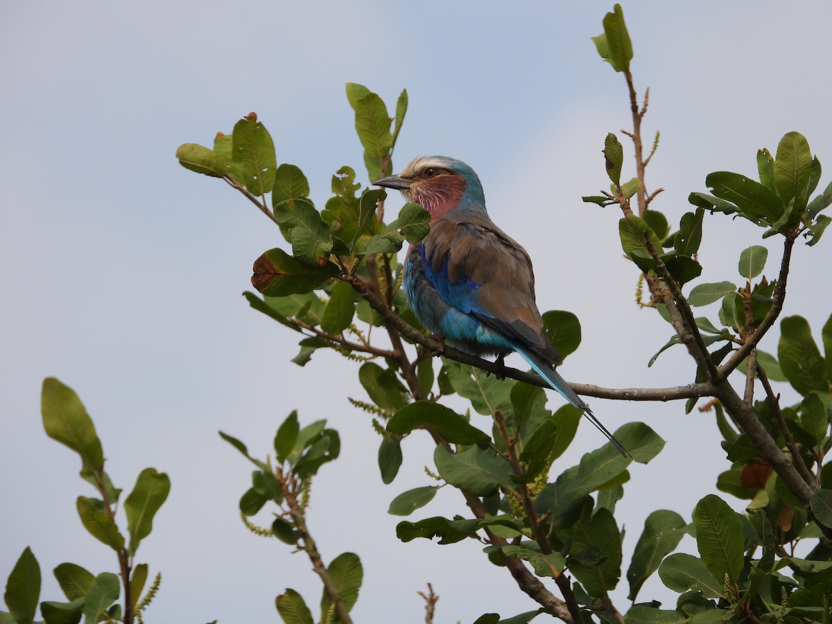 Lilac-breasted Roller - ML619499737