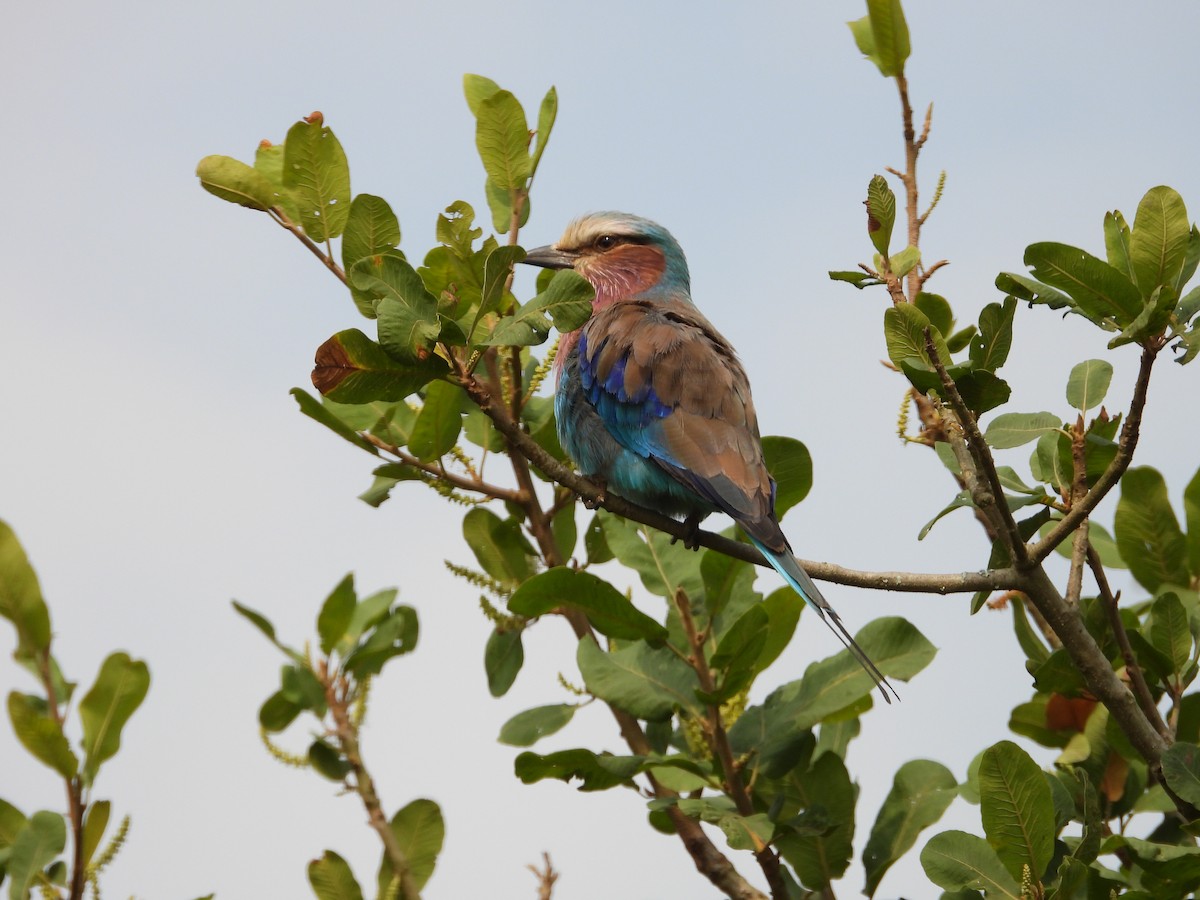 Lilac-breasted Roller - ML619499738