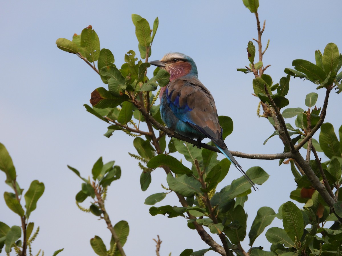 Lilac-breasted Roller - ML619499739
