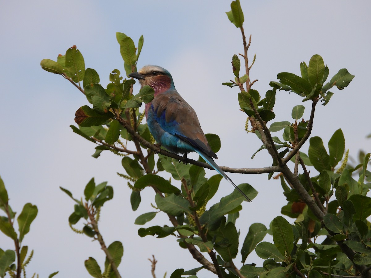 Lilac-breasted Roller - ML619499741