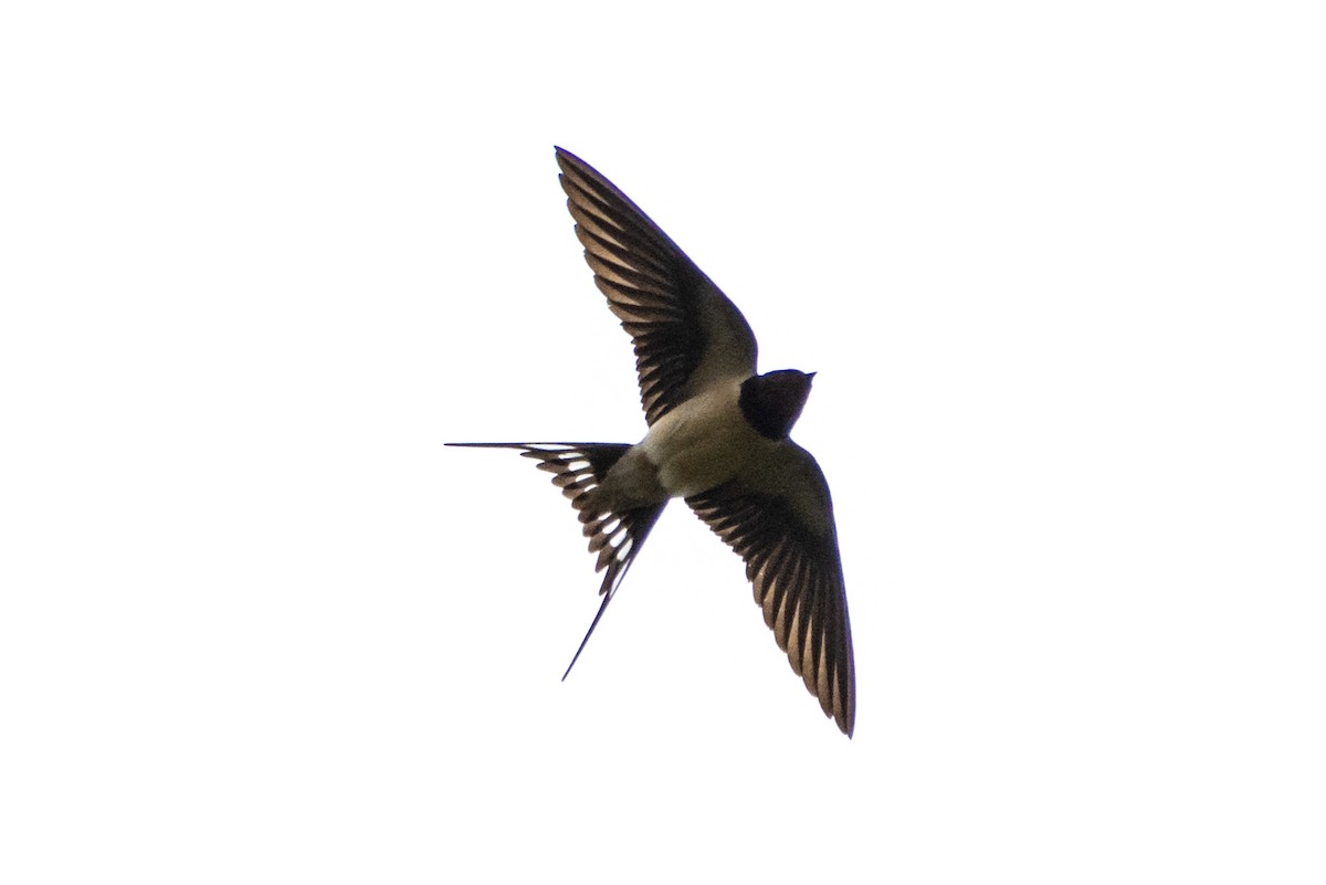 Barn Swallow - ML619499748