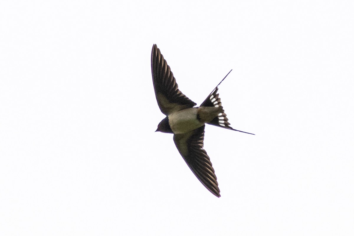Barn Swallow - ML619499749