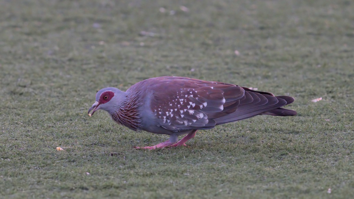 Speckled Pigeon - ML619499787