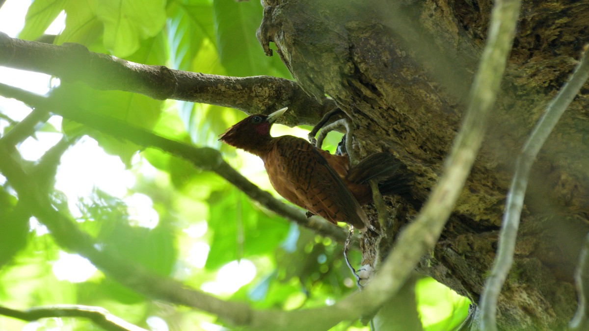 Waved Woodpecker (Scale-breasted) - ML619499792