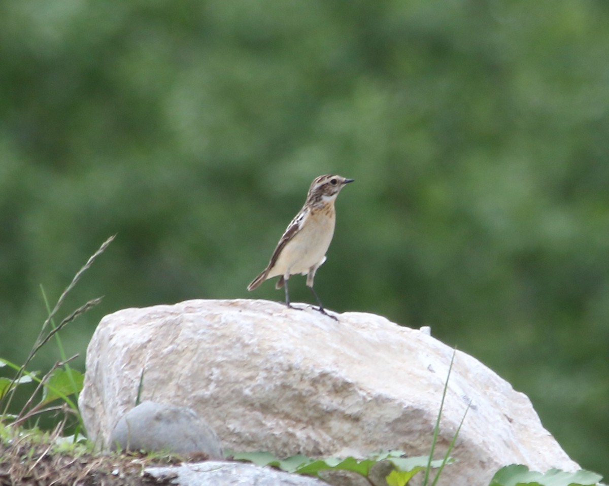 Whinchat - ML619499793
