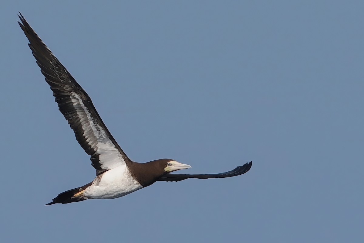 Brown Booby - ML619499802