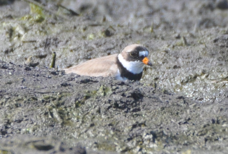 Semipalmated Plover - ML619499823