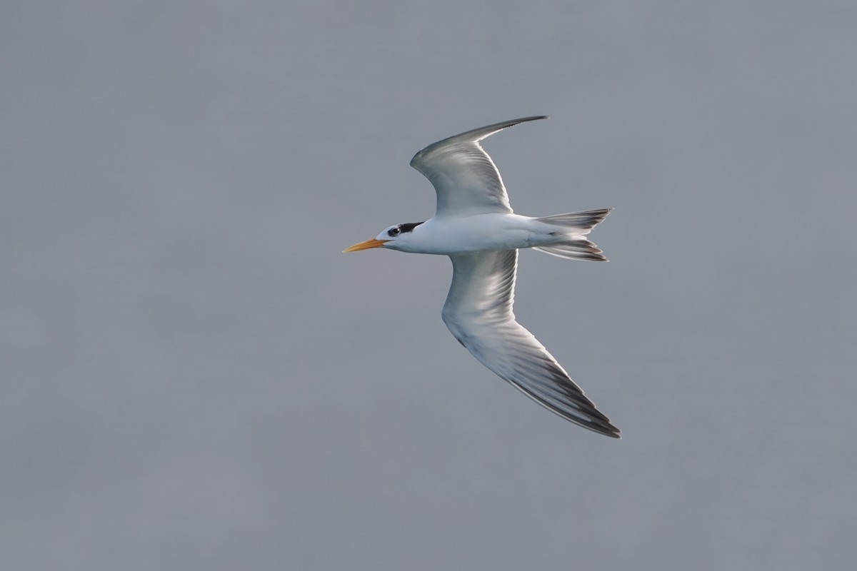 Lesser Crested Tern - ML619499832