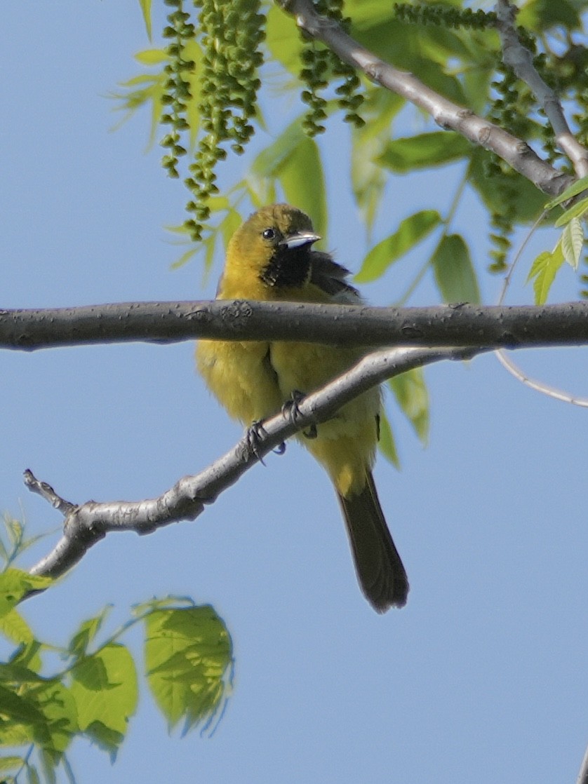 Orchard Oriole - ML619499850