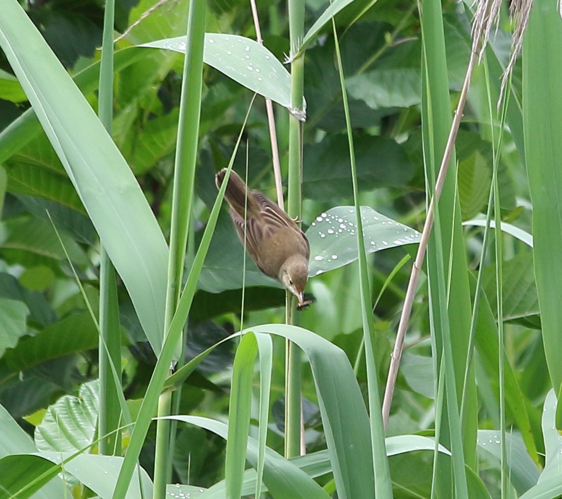 Common Reed Warbler - ML619499888