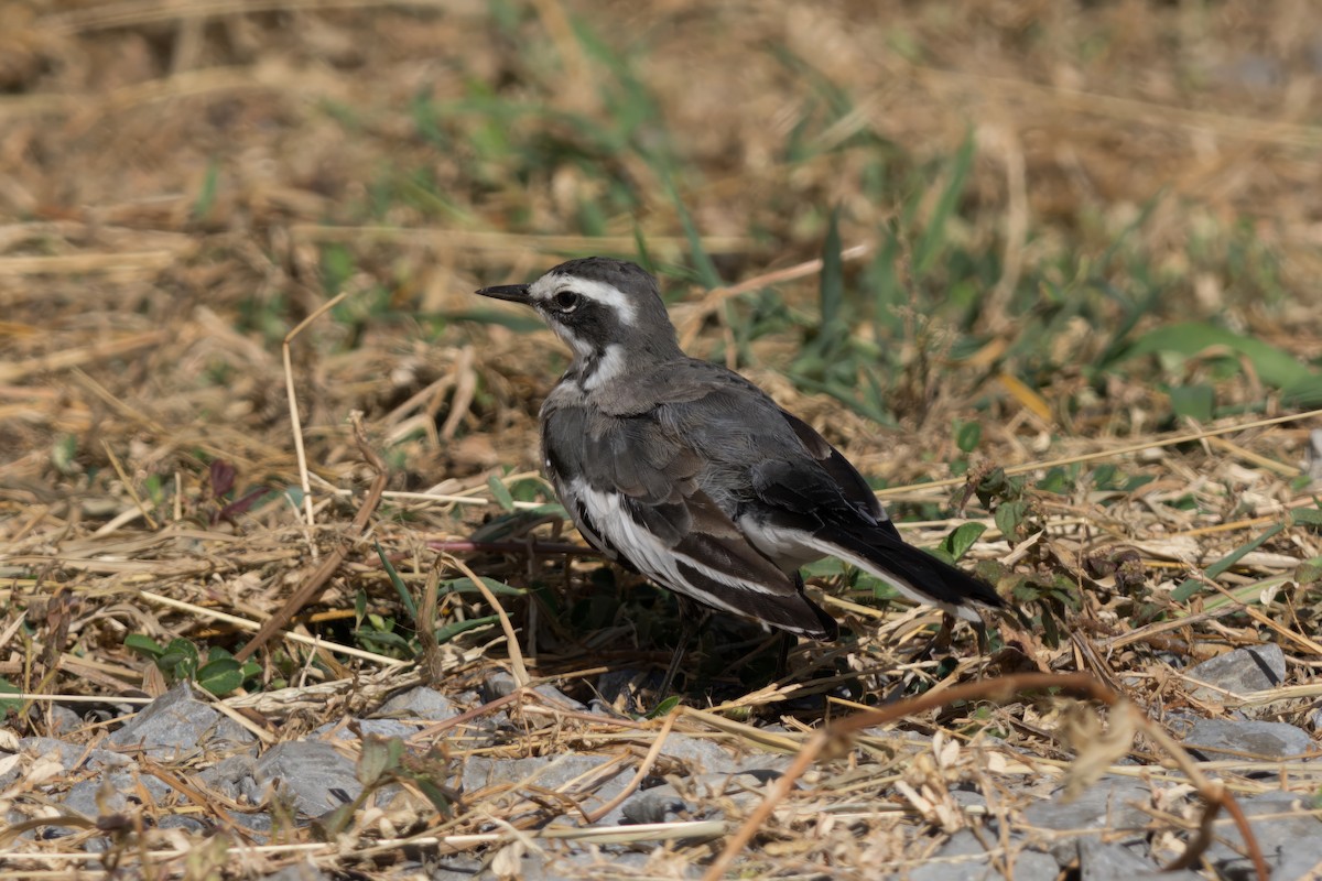 African Pied Wagtail - ML619499920