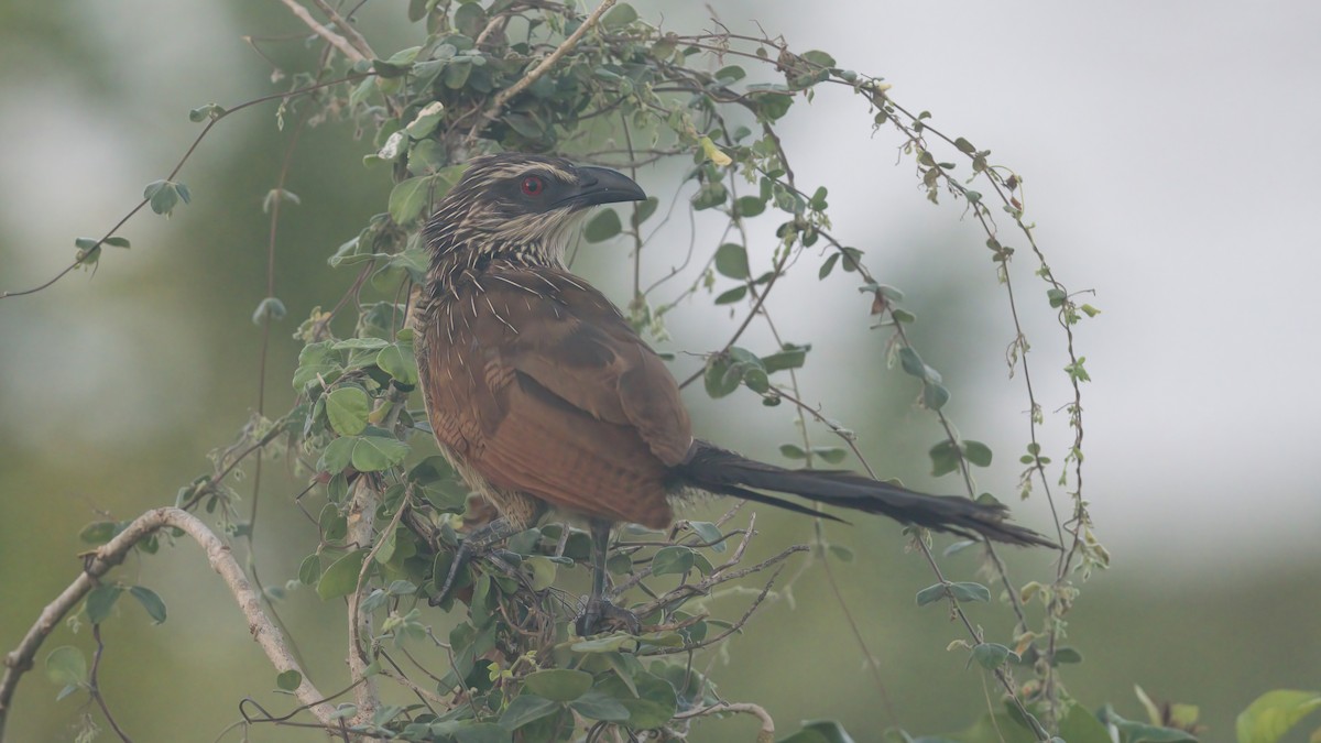 White-browed Coucal - ML619499926