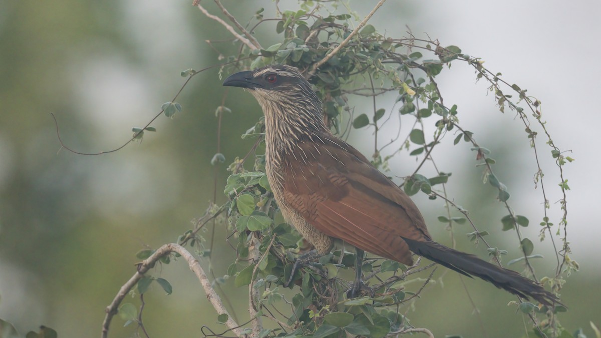 White-browed Coucal - ML619499928