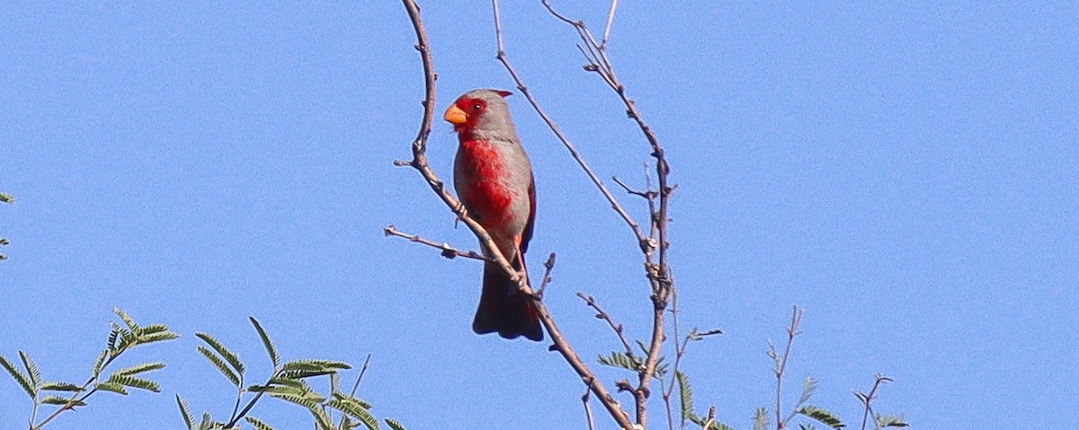 Arizona Kardinalı - ML619499931